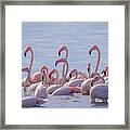 Flamingo Family In Kalochori Lagoon Greece Framed Print