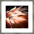 Flamingo Feathers Framed Print