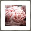 Flamingo Memphis Zoo Framed Print