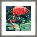 Flamingo Of Homasassa Framed Print