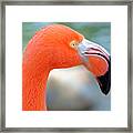 Flamingo Portrait Framed Print
