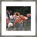 Flamingo Preening Img_2898 Framed Print