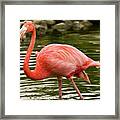 Flamingo Wades Framed Print