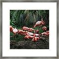 Flamingos Framed Print