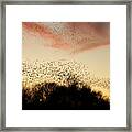 Flight At Sunset Framed Print