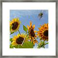 Flight Of The Bubble Bee Framed Print