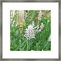 Flight Of The Bumblebee Framed Print