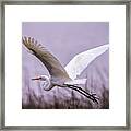 Flight Of The Great Egret Framed Print