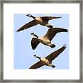 Flight Of Three Geese Framed Print