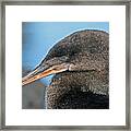 Flightless Cormorant Framed Print