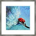 Flirt - Ladybug On Dandelion Seed Painting By Soos Roxana Gabriela Art Print Framed Print