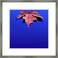 Floating Leaf 1 - Maple Framed Print