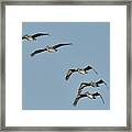 Flock Of 5 Pelicans Framed Print