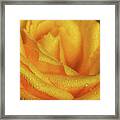Floral Yellow Rose Blossom Framed Print