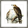 Flores Hawk-eagles Framed Print