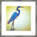 Florida Atlantic Beach Ocean Birds Framed Print