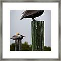 Florida Brown Pelican Framed Print