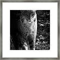 Florida Everglades Bobcat Framed Print
