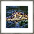 Florida Gator Framed Print