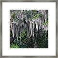 Florida Mossy Tree Framed Print