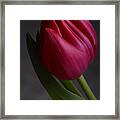 Flourishing Tulip Framed Print