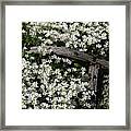 Flower Bed Framed Print