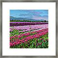 Flower Farm Heaven Panorama Framed Print