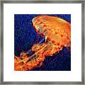 Flower Hat Jellyfish Framed Print