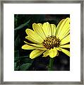 Flower In Yellow Framed Print