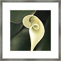 Flower Lily Framed Print