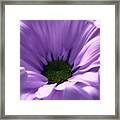 Flower Macro Beauty 4 Framed Print