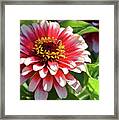 Zinnia Red And White Framed Print