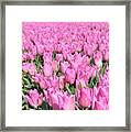 Flowerfield With Pink Tulips Framed Print