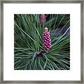 Flowering Pine Cone Framed Print
