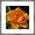 Flowers 722 Framed Print