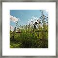 Flowers And Fences Framed Print