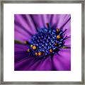 Flowers And Sand Framed Print