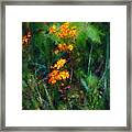 Flowers In The Woods At The Haciendia Framed Print