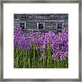 Flowers - Windows In Weathered Barn - 2 Framed Print