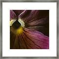 Flowerscape Pansy One Framed Print