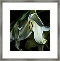 Flowing White Lily Framed Print