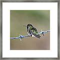 Fluffy Hummingbird Framed Print