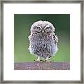 Fluffy Little Owl Owlet Framed Print