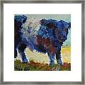 Fluffy Shaggy Belted Galloway Cow - Cow With A White Stripe Framed Print