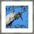 Fluffy Wood Stork Framed Print