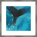 Fluke Framed Print