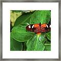 Fly Away Framed Print