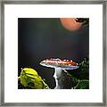 Fly Mushroom - Red Autumn Color Framed Print