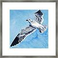 Flying Gull Framed Print