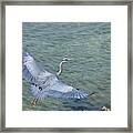 Flying Heron Framed Print